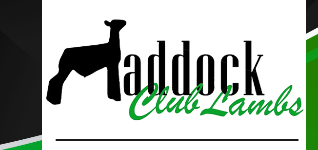 Maddock Club Lambs